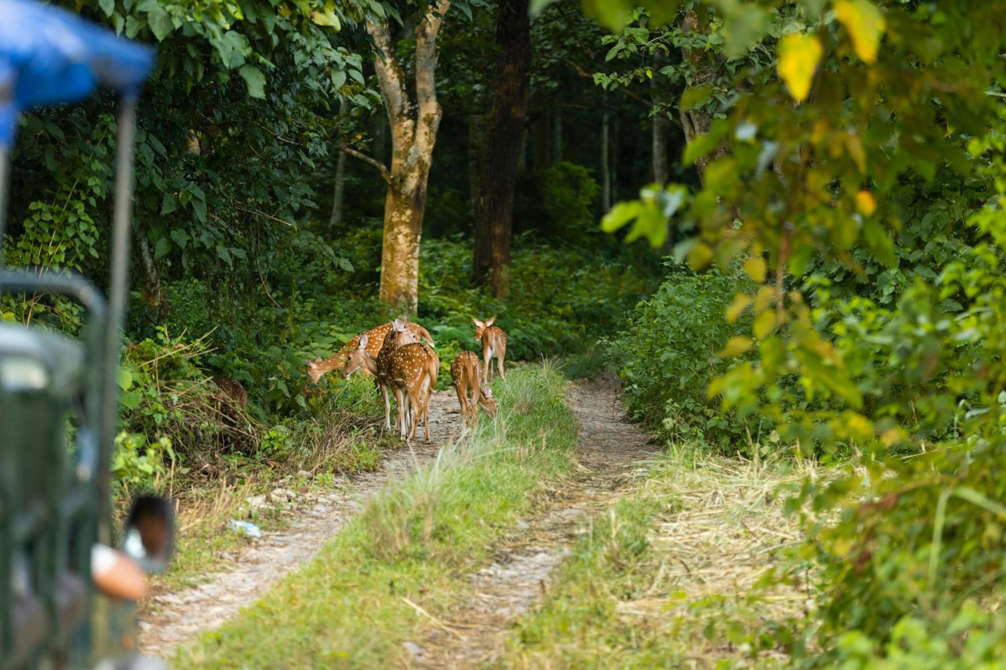 Hotel Parkside Chitwan Eksteriør billede